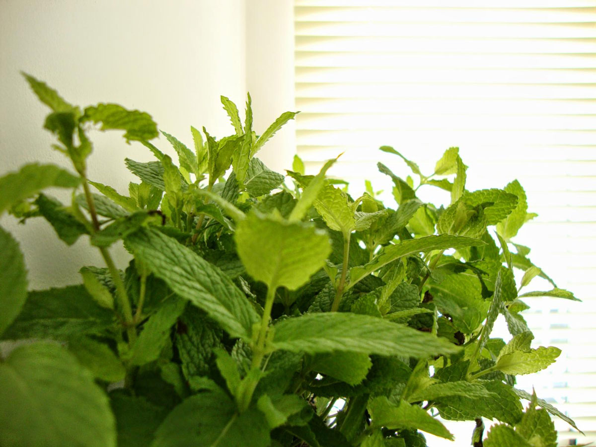 instalaciones_petit_hammam_3